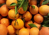 江西橙